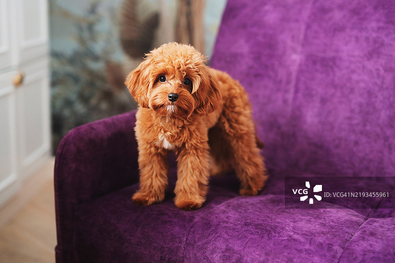 一只小型纯种马尔济斯贵宾犬坐在粉色沙发上图片素材