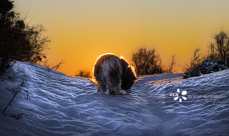 一只被照亮的狗 - 太阳正好在雪山上落下，给狗的毛发带来了光辉图片素材