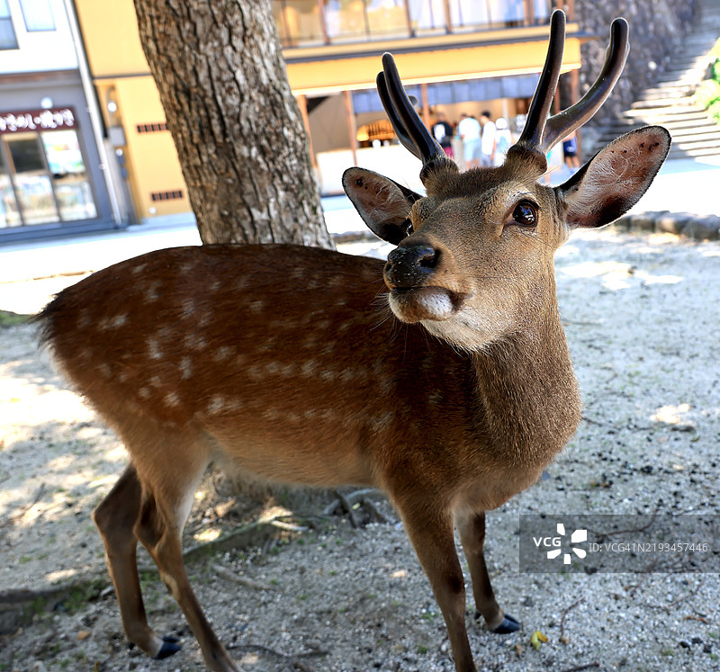 年轻的雄性梅花鹿，头上长着角，背景是商店和游客。图片素材