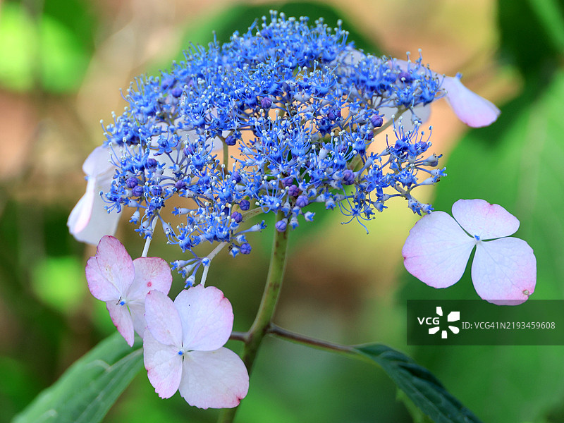 东京天空树旁的蓝色和粉色天茶花（绣球花）图片素材