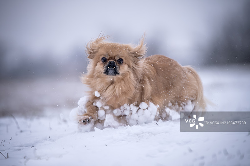 京巴犬在雪地上奔跑图片素材