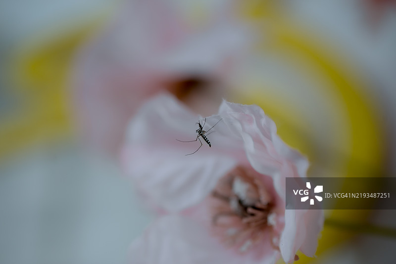 蚊子。图片素材