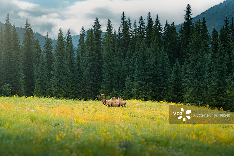 新疆喀纳斯国家地质公园草原上的骆驼图片素材