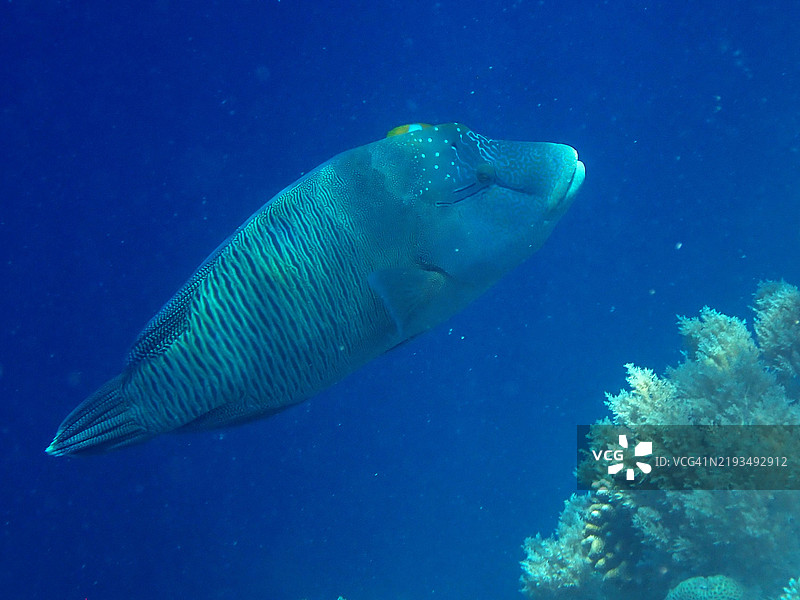 大嘴唇的驼头鱼在帕劳岩岛的大落差上方盘旋图片素材