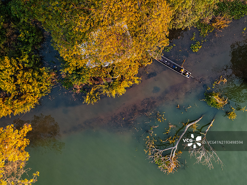 从上方俯视一艘长尾船在被淹没的森林中航行，周围是金色的树木和宁静的水面。图片素材