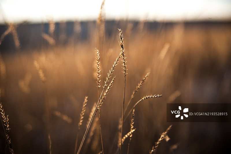 金色干草在柔和的日落光线下 - 微距自然纹理图片素材