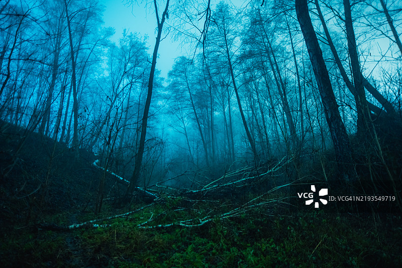 森林中的雾气图片素材