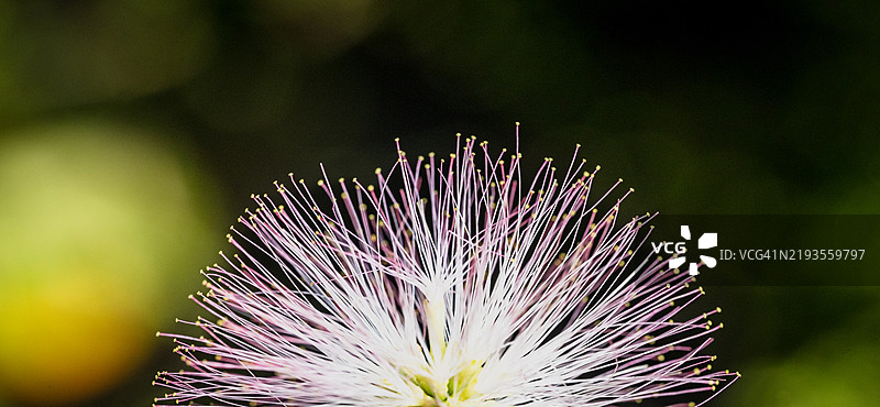 合欢花图片素材