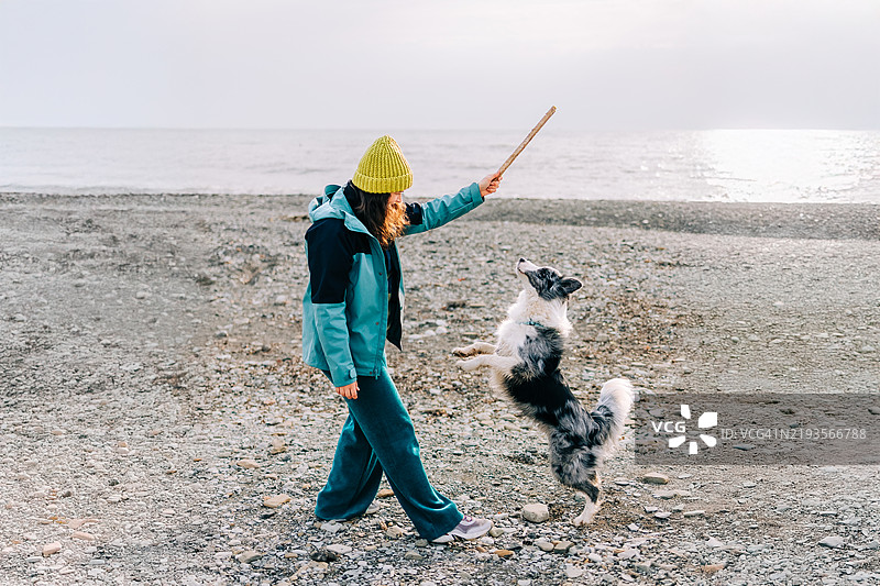 年轻女性在海滩上与她的边境牧羊犬玩耍，手里拿着一根棍子图片素材