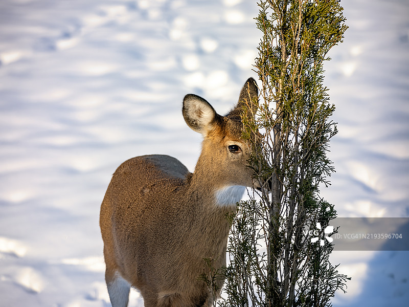 鹿在吃你的刺柏树图片素材