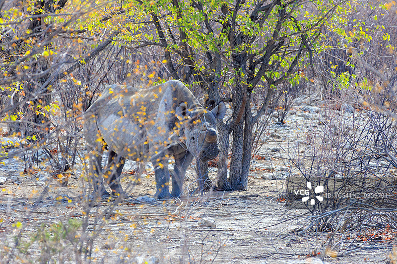 埃托沙国家公园的黑犀牛图片素材