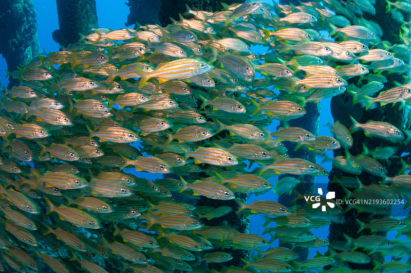 小口鲹 (Haemulon chrysargyreum)图片素材