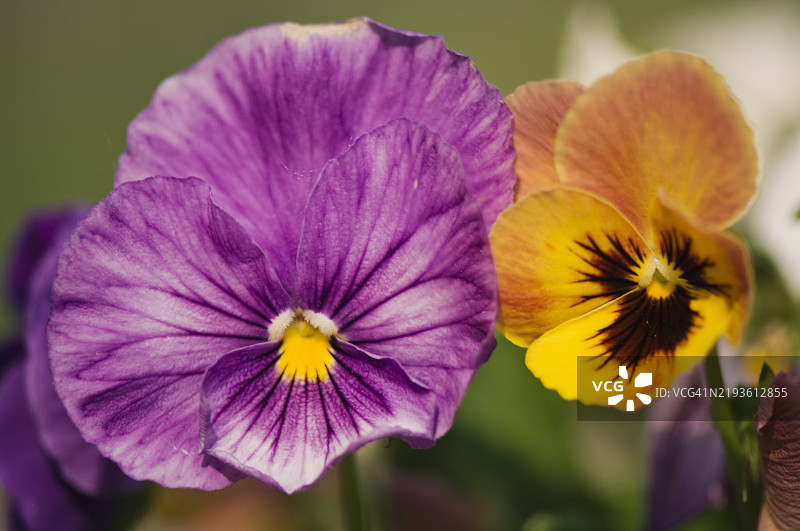 薰衣草粉色和橙色（潘多拉的孩子们）三色堇花的二重奏。图片素材