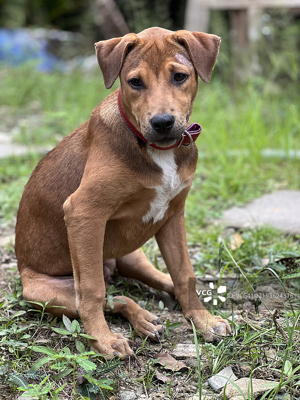 四个月大的混血小狗，斗牛犬与泰国邦卡犬的混合品种图片素材