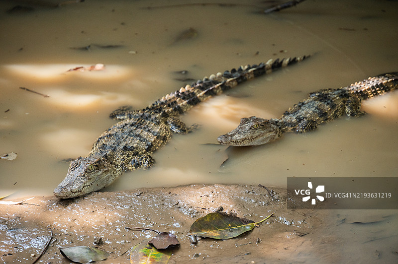 鳄鱼生活在户外。鳄鱼是一种大型的两栖爬行动物，主要栖息在大型热带河流中，是一种伏击捕食者。图片素材