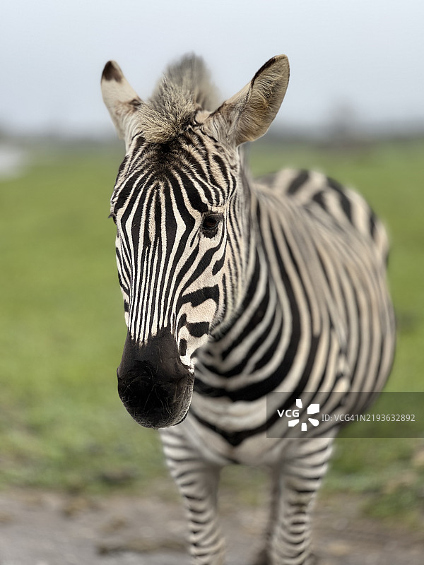 马属（Equus）斑马。科：马科（Equidae）。正面视图。图片素材