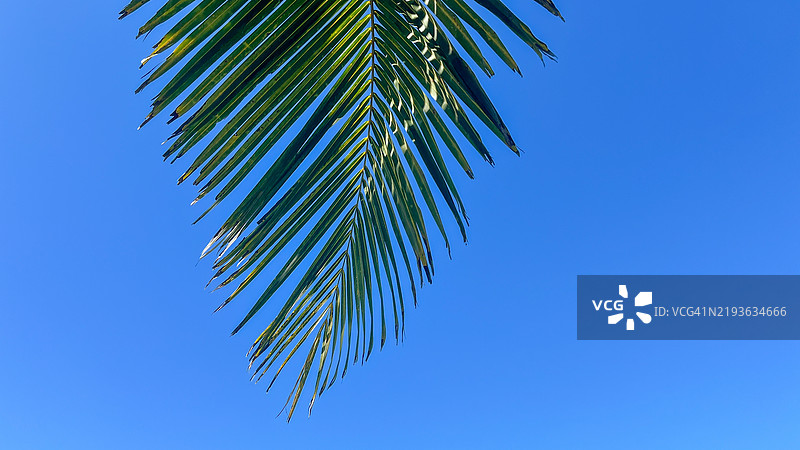 棕榈叶映衬在晴朗的蓝天上图片素材