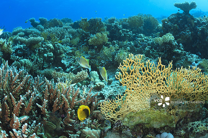 阿拉伯毕加索鱼（Rhinecanthus assasi）和条纹蝴蝶鱼（Chaetodon fasciatus），在珊瑚中，蓝色 - 绿松石色的珊瑚礁，水下照片，海洋生物图片素材