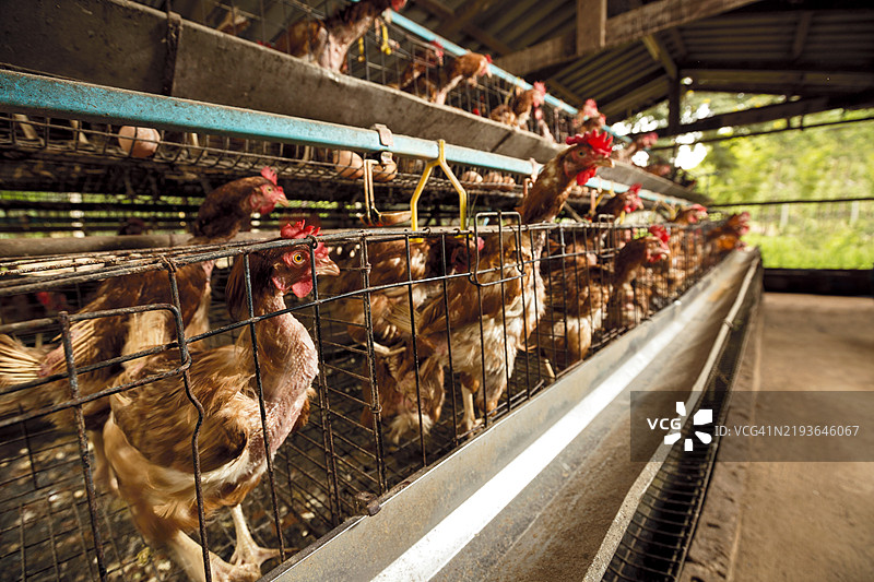 一个有机家禽农场，养殖自由放养的鸡，位于乡村农场环境中，突显可持续农业实践、鸡舍和繁荣的农业生活方式。图片素材