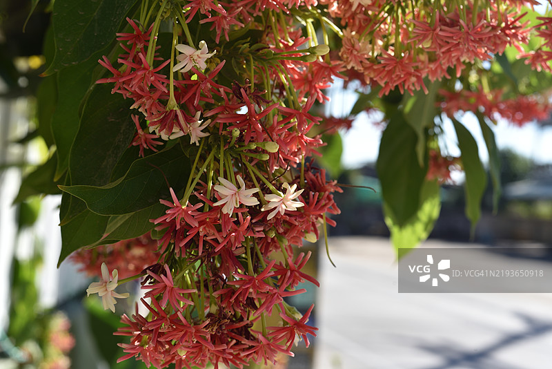 印度榕图片素材