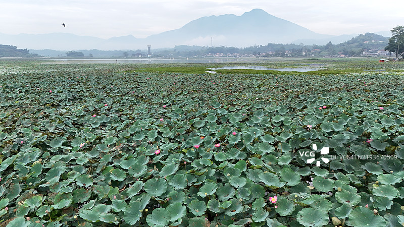印度尼西亚西爪哇省加鲁特的巴根迪特湖。图片素材