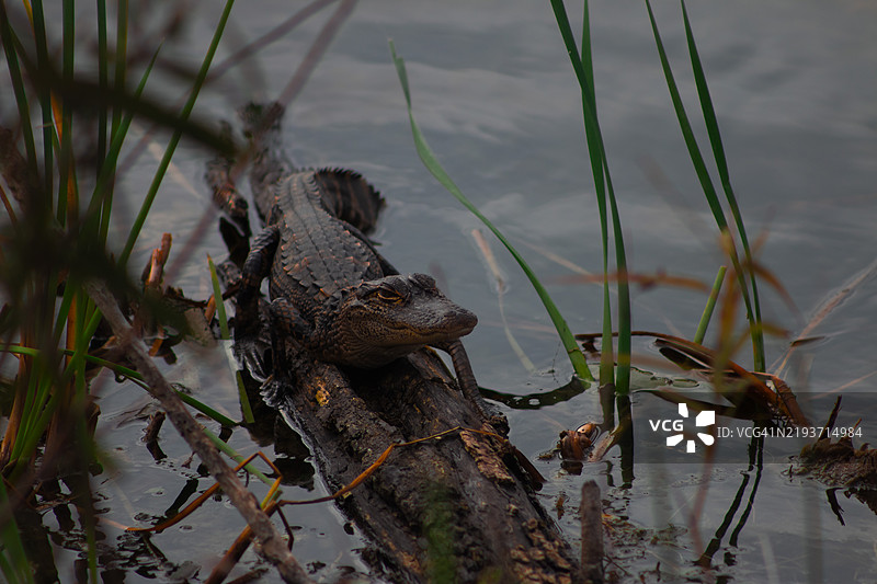 佛罗里达州阿波普卡湖中游泳的鳄鱼特写图片素材