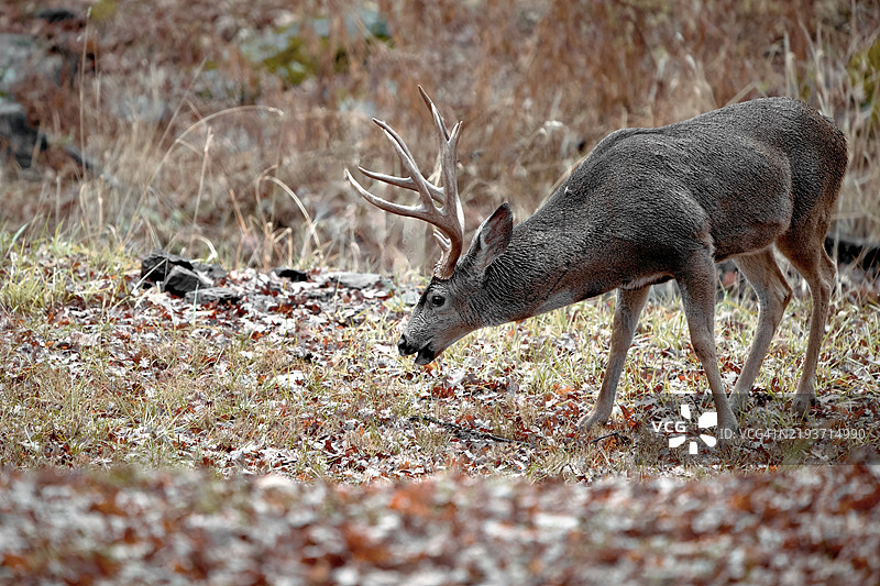 加利福尼亚州格罗夫兰的田野上白色物体的侧面视图图片素材