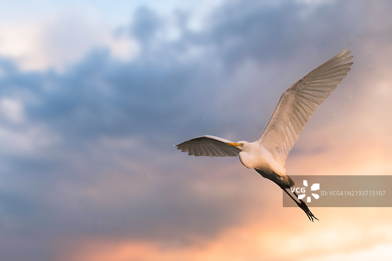 低角度视图的白鹭在天空中飞翔图片素材