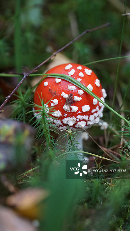 苍蝇伞蘑菇的特写镜头图片素材