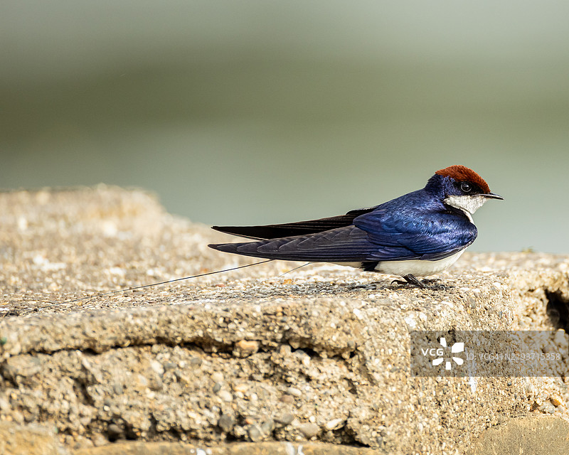 栖息在岩石上的线尾燕子图片素材