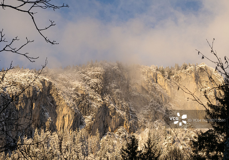 低角度视图的树木与天空相对照图片素材