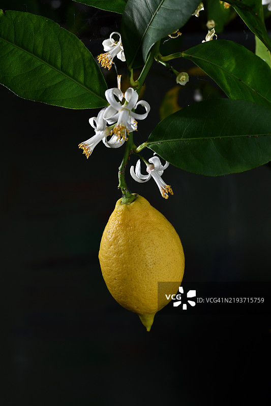 黑色背景下的柠檬特写与枝条图片素材