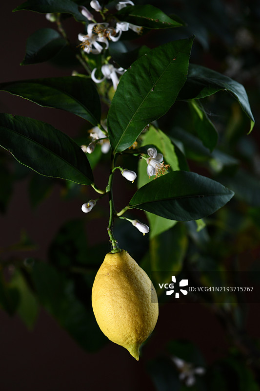 树上果实的特写镜头图片素材