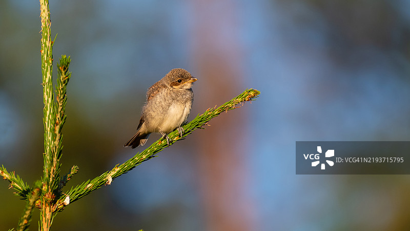 栖息在植物上的歌雀鸟特写镜头图片素材