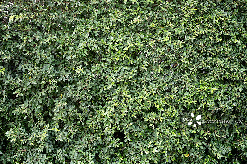 绿色叶子的真实无缝背景全景纹理图片素材