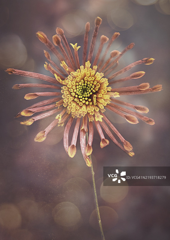 花朵特写，美国，USA图片素材