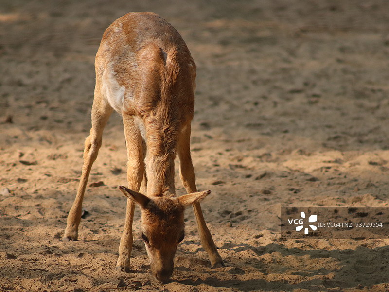印度北方邦勒克瑙的草地上，一只狐猴的背影。图片素材