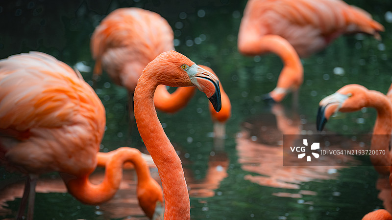 火烈鸟特写图片素材