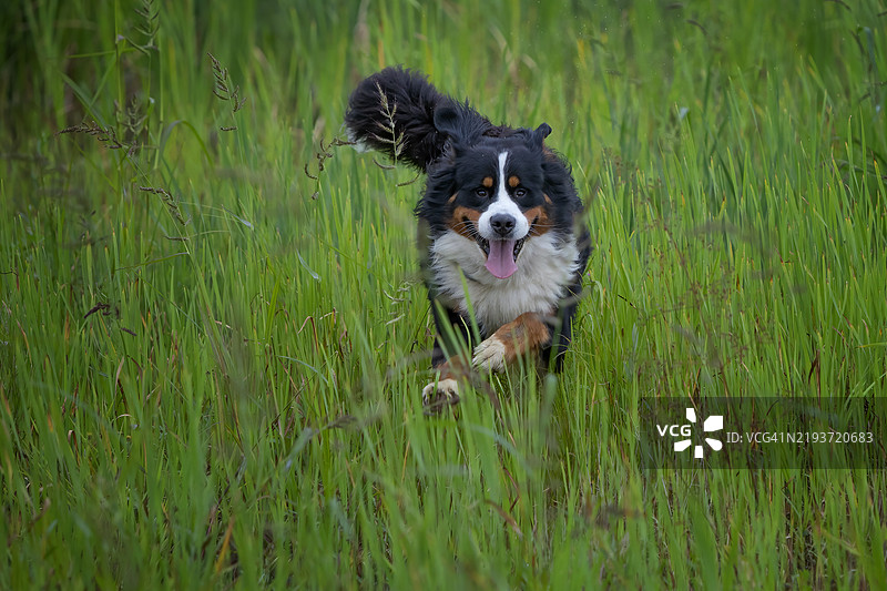 狗在草地上奔跑的肖像图片素材