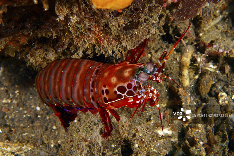 一只红色的小丑虾（Odontodactylus scyllarus）在海底探索，潜水地点为印尼巴厘岛图兰本的USAT Liberty。图片素材