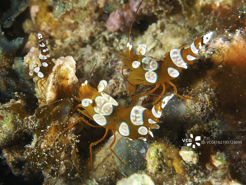 活泼的小丑虾（Thor amboinensis），藏身于五彩斑斓的珊瑚中，拍摄于印度尼西亚巴厘岛Penyapangan的香料礁潜水点。图片素材