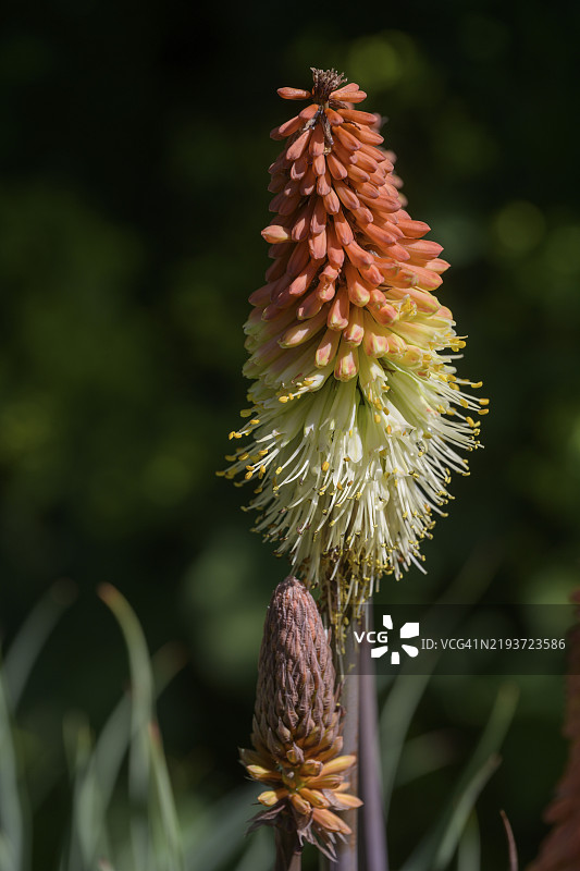 火炬百合或百合科（Kniphophia caulescens），法国高阿尔卑斯省维拉尔达雷纳的劳塔雷植物园图片素材