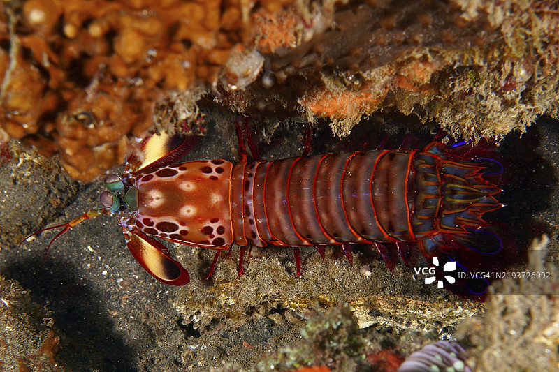 红色小丑虾（Odontodactylus scyllarus）在其自然环境中，潜水地点USAT Liberty，图兰本，巴厘岛，印度尼西亚，亚洲图片素材