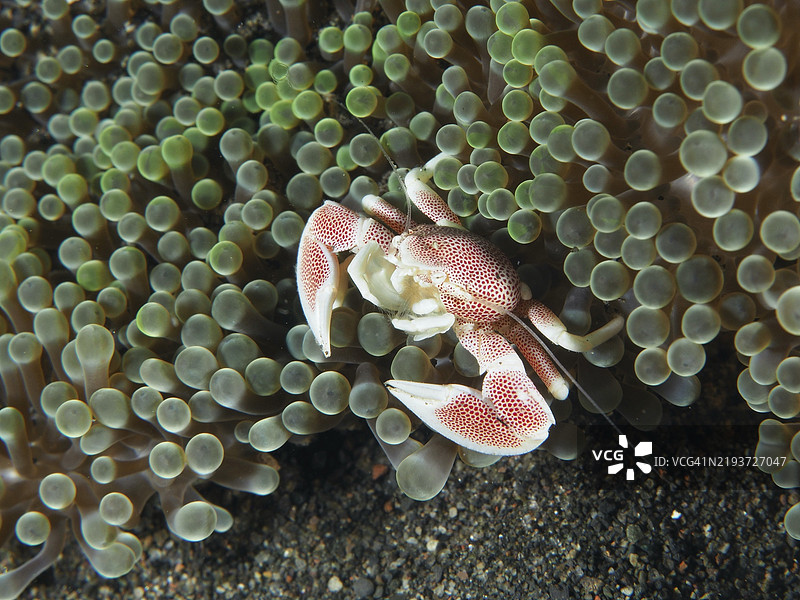 小斑点瓷蟹(Neopetrolisthes maculatus)藏在绿色海葵的触手之间,潜水地点:巴厘岛乌梅阿尼亚尔的普里贾提。图片素材