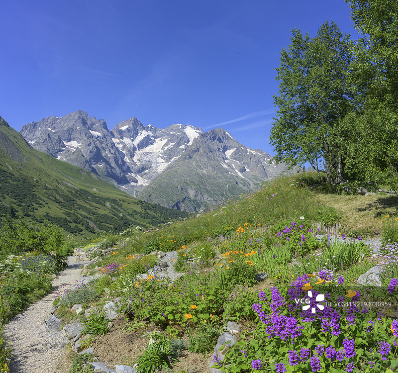 从法国高阿尔卑斯省维拉尔达雷纳的劳塔雷特植物园看到的皮亚杰峰和梅日峰图片素材