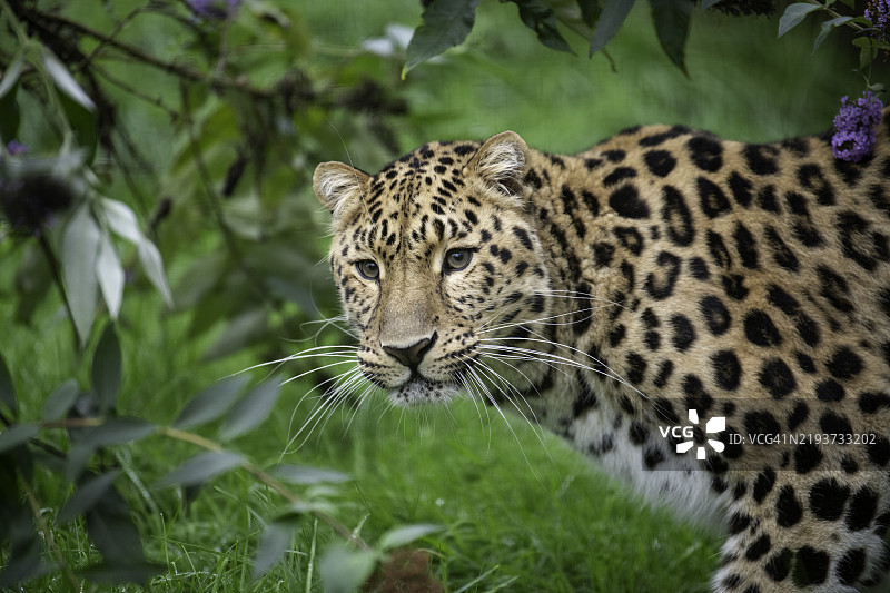 动物园里的老虎特写图片素材