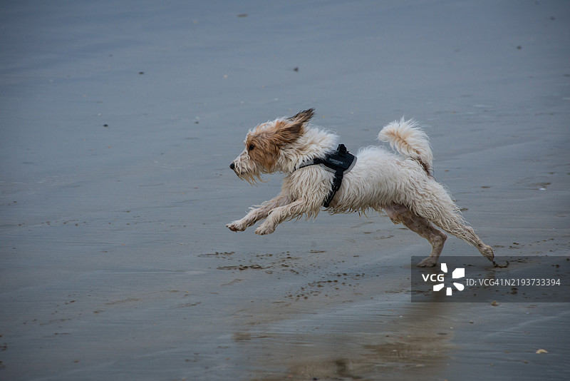 侧面视角的哈瓦那犬在海滩上奔跑图片素材