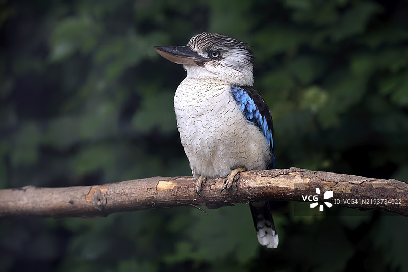 蓝翅翠鸟(Dacelo leachii),冠翅翠鸟,蓝翅笑翠鸟,成年,栖息,澳大利亚,大洋洲图片素材
