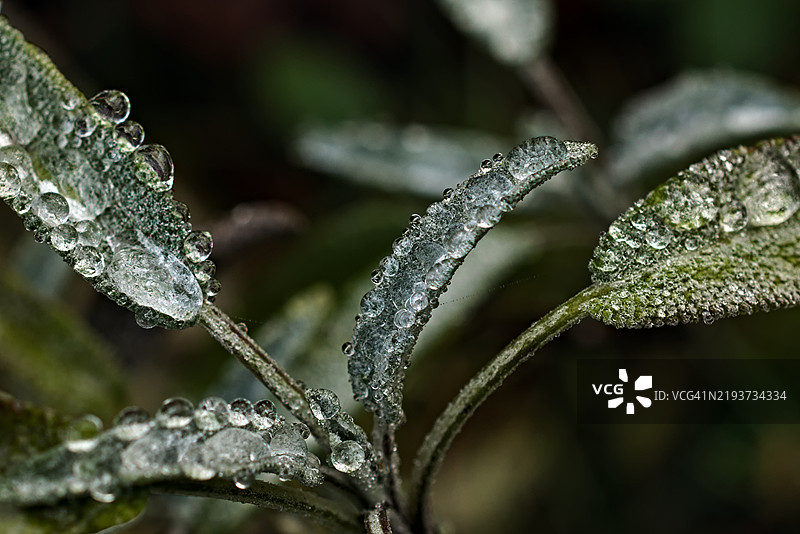 德国湿润植物的特写图片素材