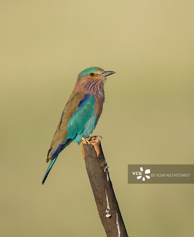 翠鸟栖息在木头上的特写镜头图片素材